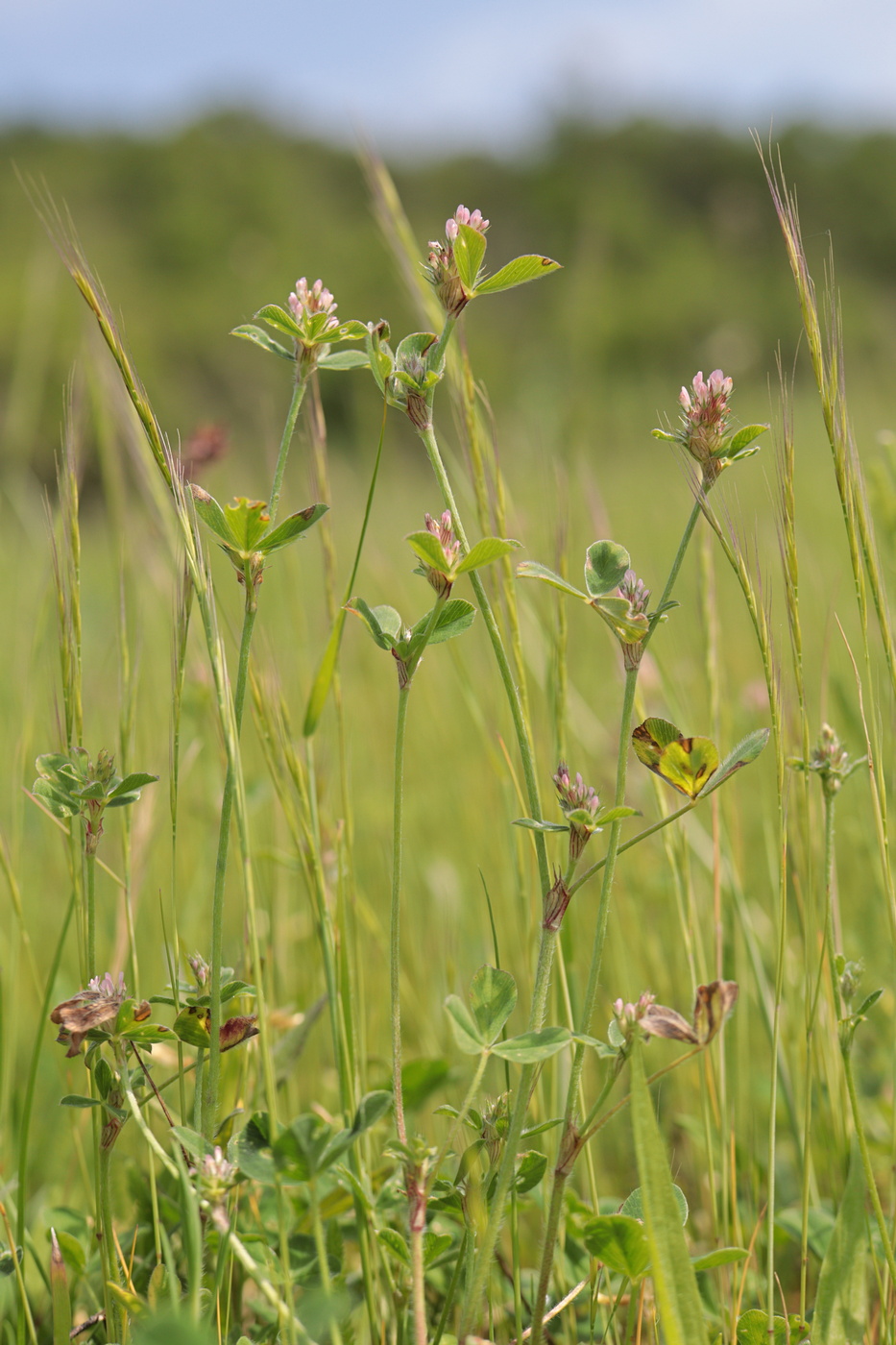 Изображение особи Trifolium striatum.