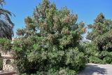 Conocarpus erectus. Цветущее и плодоносящее растение. Египет, мухафаза Асуан, г. Ком-Омбо, в культуре. 05.05.2023.
