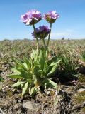 Primula longiscapa