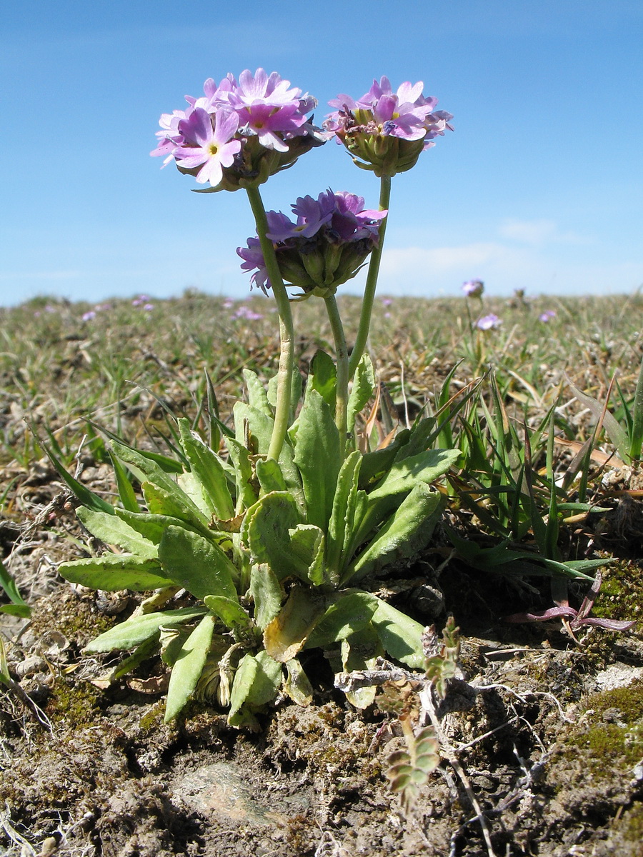 Изображение особи Primula longiscapa.