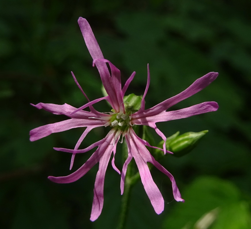 Изображение особи Coccyganthe flos-cuculi.