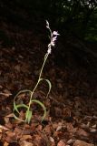 Cephalanthera rubra