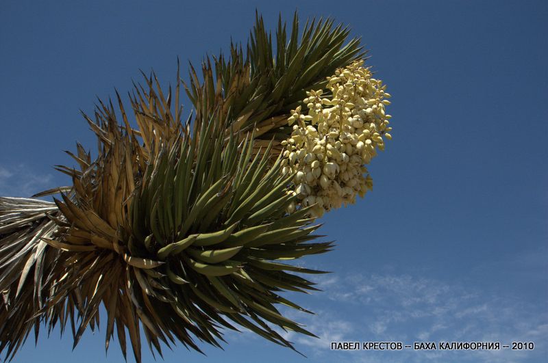 Изображение особи Yucca valida.