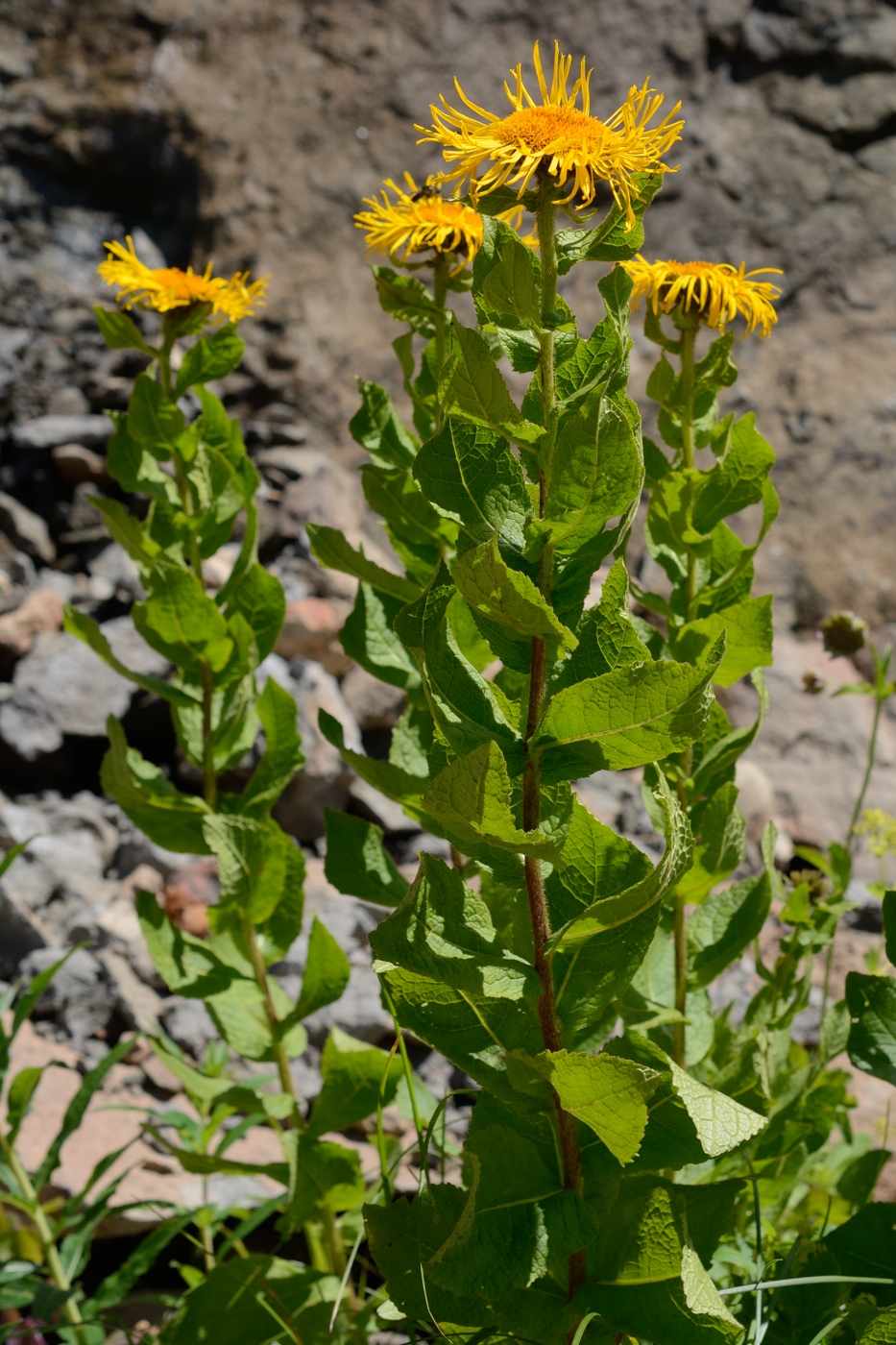 Image of Inula grandiflora specimen.