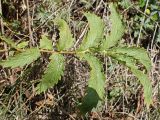 Potentilla acervata