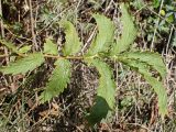 Potentilla acervata. Лист. Хабаровский край, окр. г. Комсомольск-на-Амуре, поляна широколиственного леса. 28.08.2023.