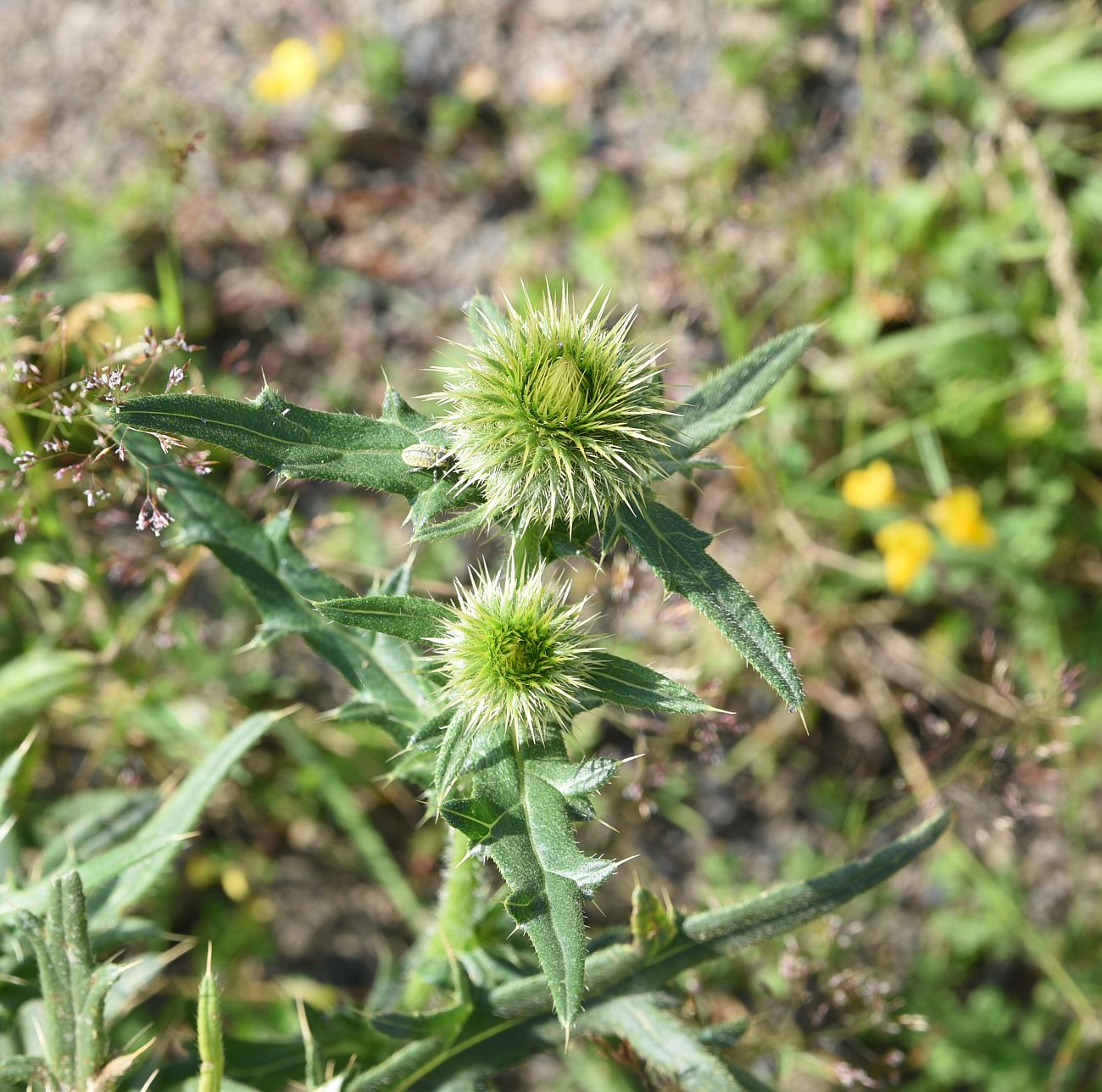 Image of genus Cirsium specimen.