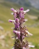 Stachys spectabilis. Верхушка соцветия. Карачаево-Черкесия, Урупский р-н, хр. Загедан, долина реки Загедан, ≈ 2200 м н.у.м., субальпийский луг. 10.08.2023.