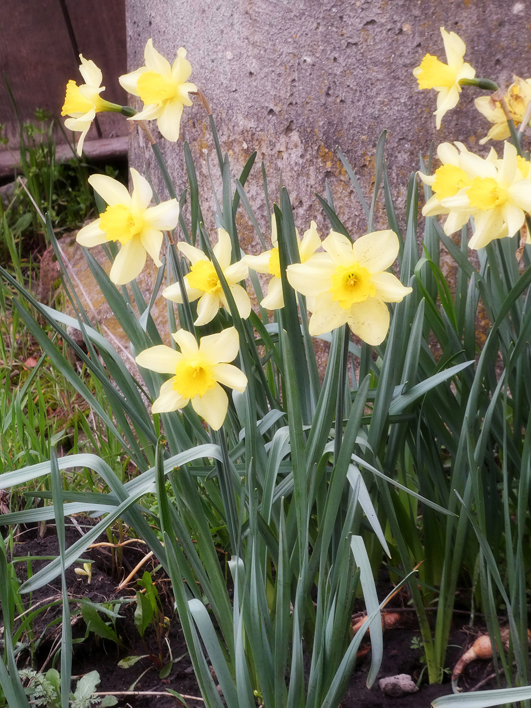 Image of genus Narcissus specimen.