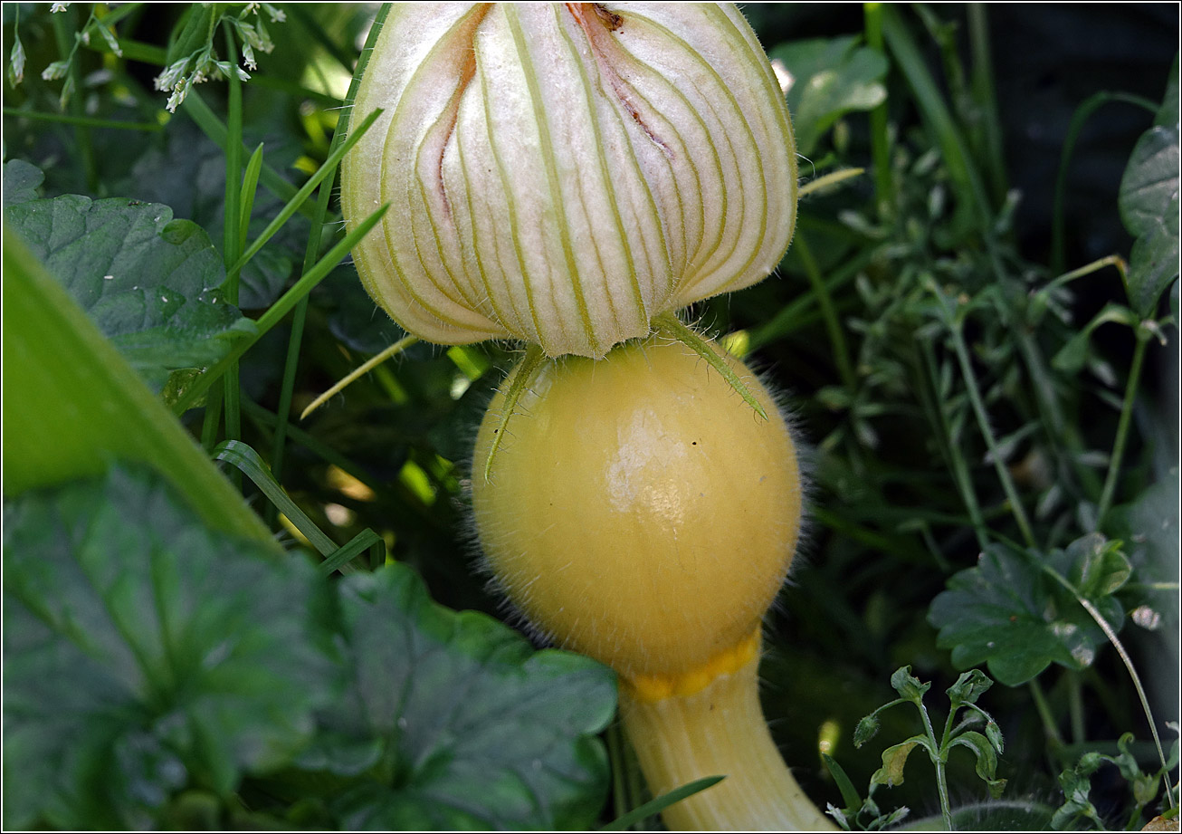 Image of Cucurbita maxima specimen.