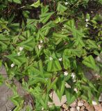 Persicaria microcephala