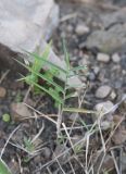 Cynodon dactylon