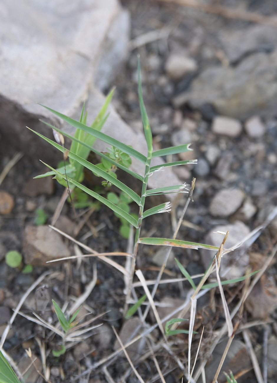 Image of Cynodon dactylon specimen.