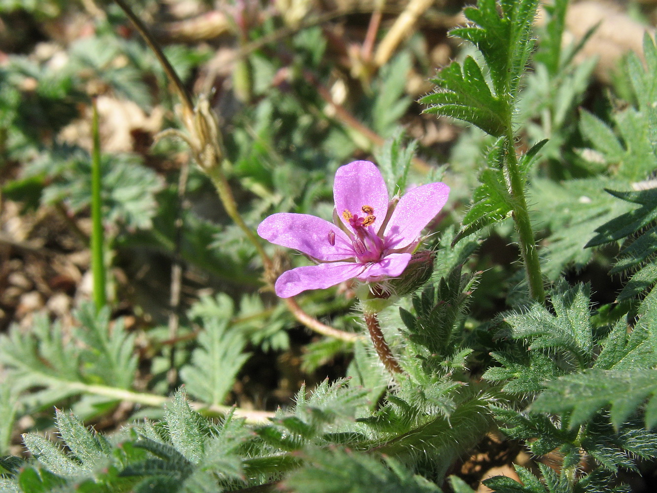 Изображение особи Erodium cicutarium.