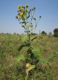 Inula helenium