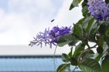 Petrea volubilis. Часть ветви с соцветием и кормящимся насекомым. Таиланд, Бангкок, Донмыанг, жилой квартал, придомовая территория, в культуре. 11.09.2023.