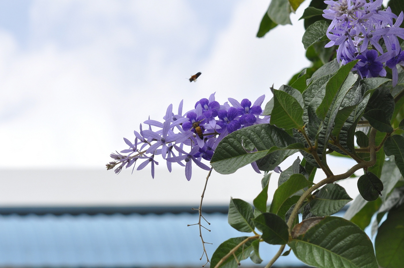 Изображение особи Petrea volubilis.