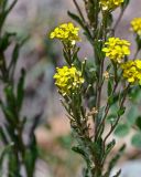 Erysimum hieraciifolium