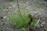 Equisetum arvense