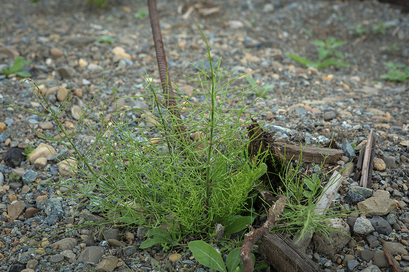 Изображение особи Equisetum arvense.