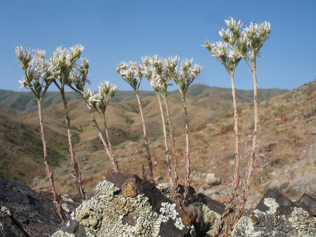 Image of Sedum alberti specimen.