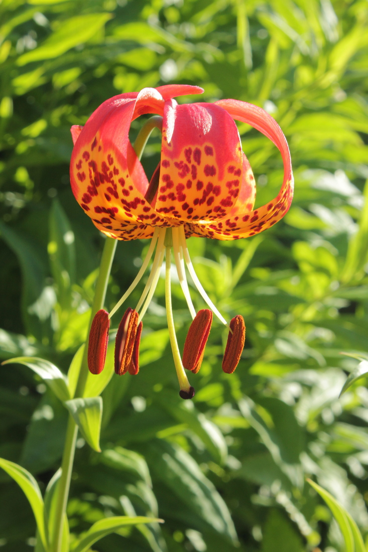 Image of Lilium pardalinum specimen.