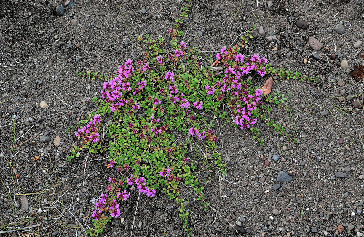 Image of genus Thymus specimen.