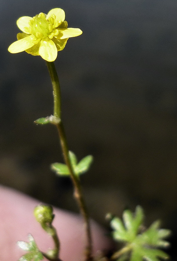 Image of Ranunculus gmelinii specimen.