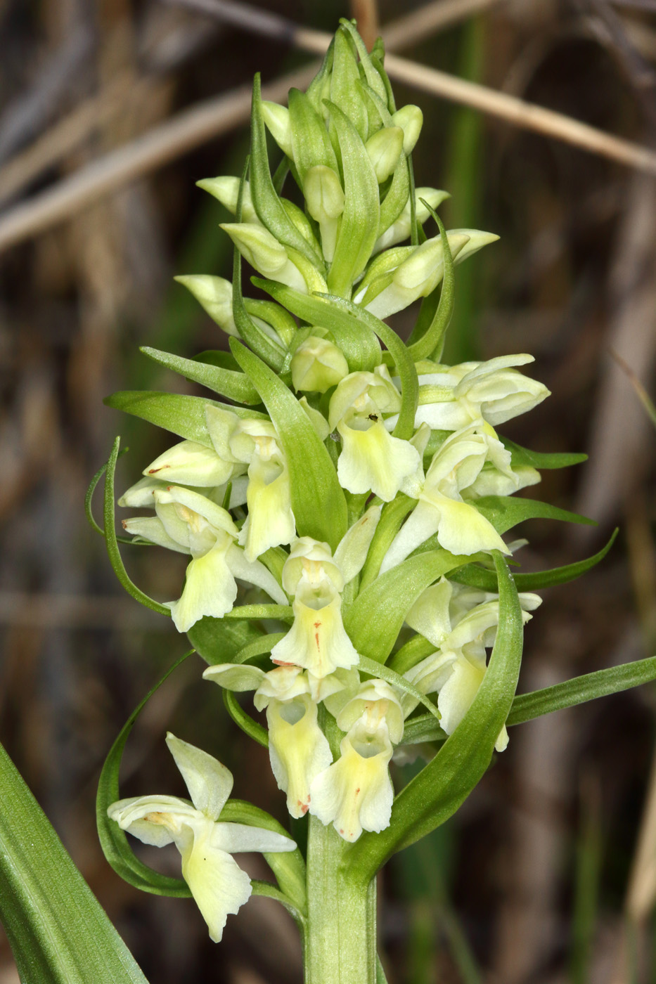 Image of Dactylorhiza ochroleuca specimen.