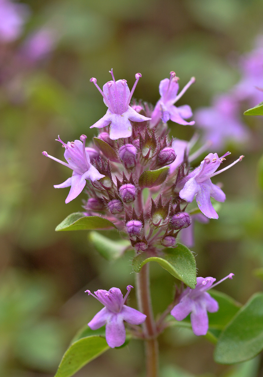 Image of Thymus nummularius specimen.