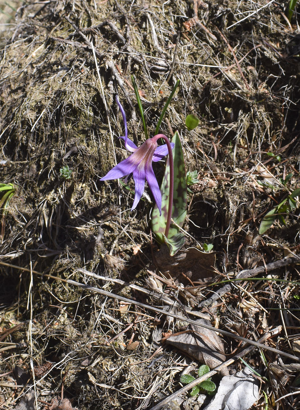 Изображение особи Erythronium dens-canis.