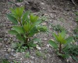 Phytolacca americana