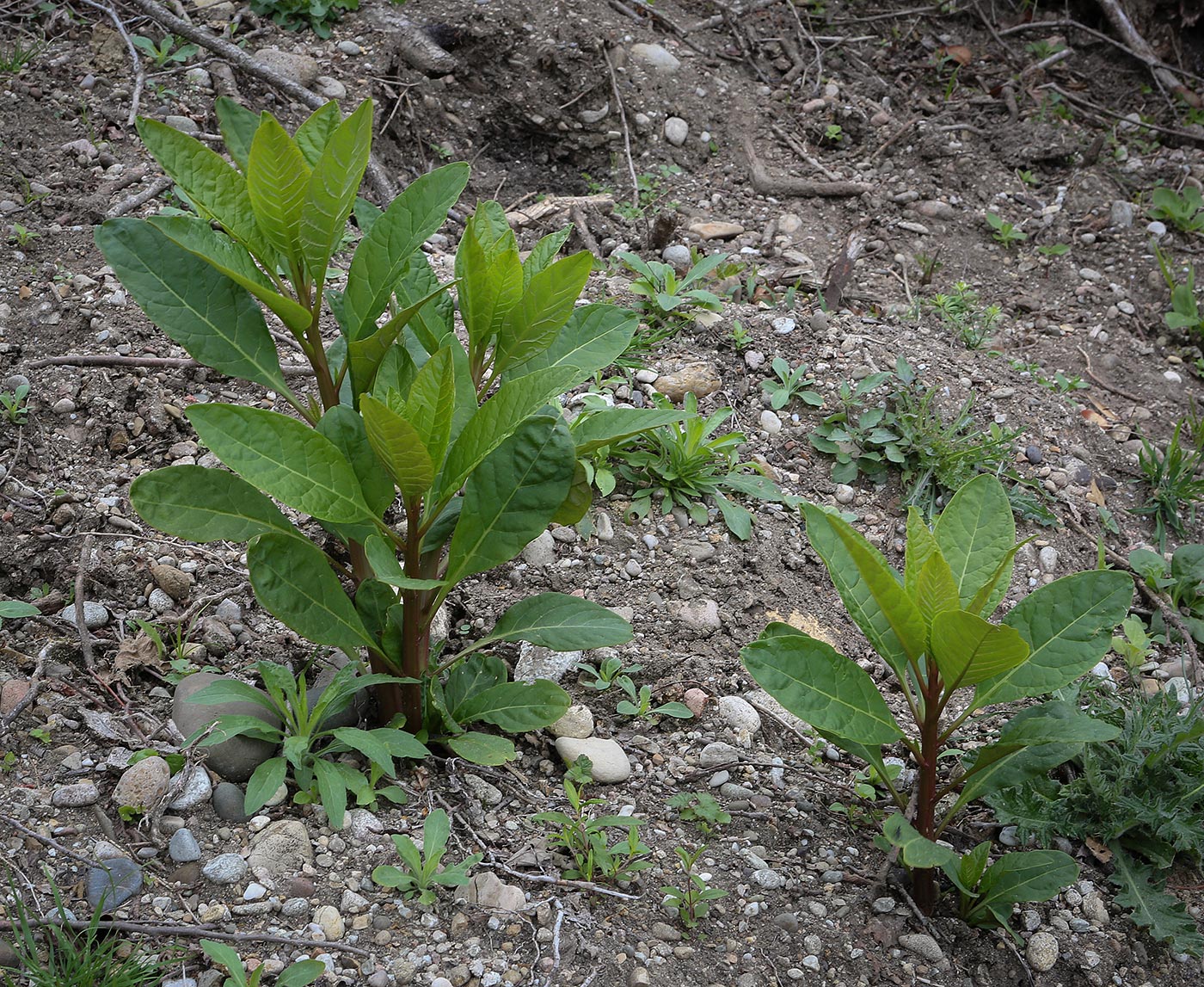 Image of Phytolacca americana specimen.