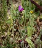 Vicia lathyroides. Верхушка цветущего растения. Абхазия, Гудаутский р-н, Мюссерский лесной массив, разнотравный луг. 12.04.2024.