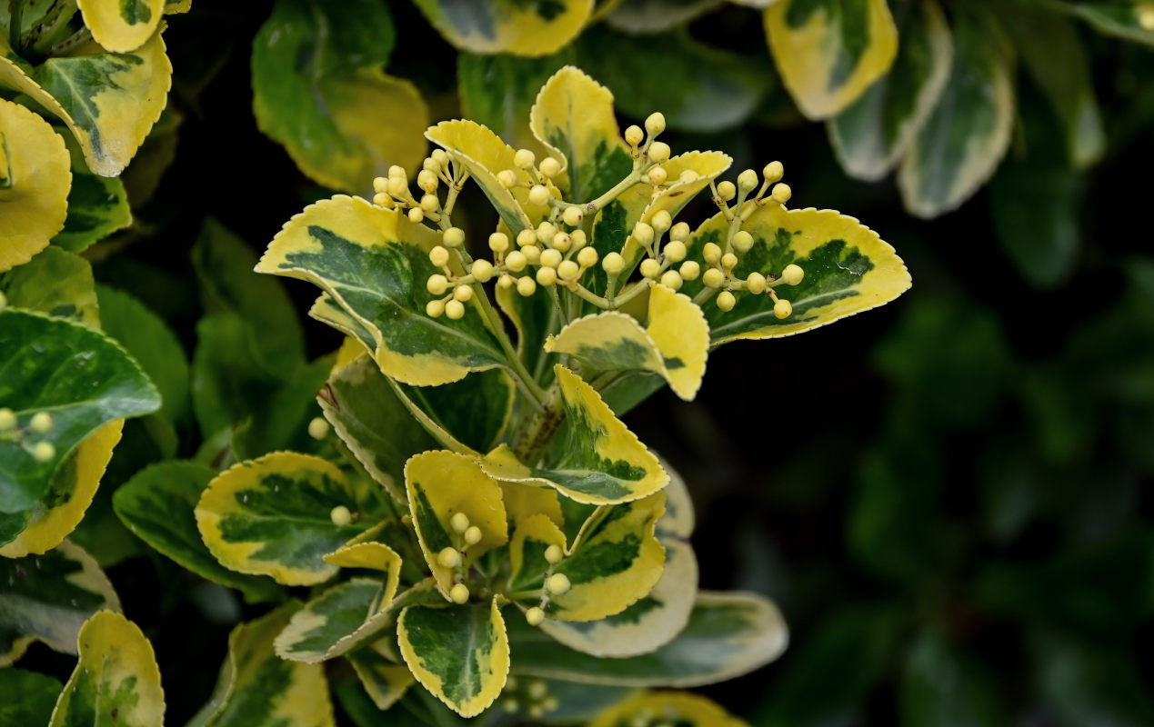Изображение особи Euonymus japonicus.