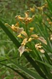 Iris foetidissima