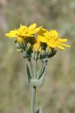 Blackstonia perfoliata