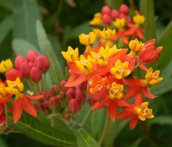 Image of Asclepias curassavica specimen.