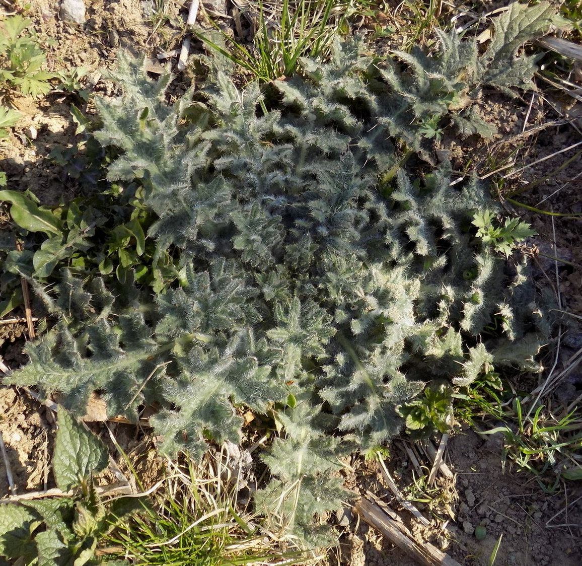 Image of Cirsium vulgare specimen.