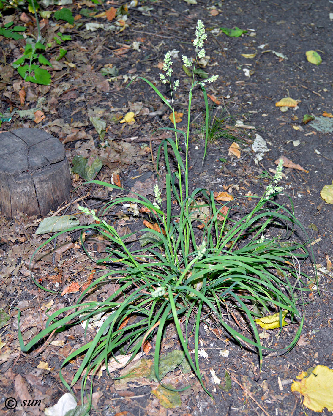 Image of Dactylis glomerata specimen.