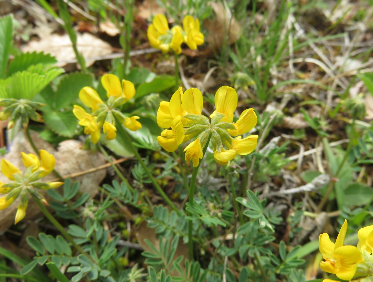 Image of Hippocrepis comosa specimen.