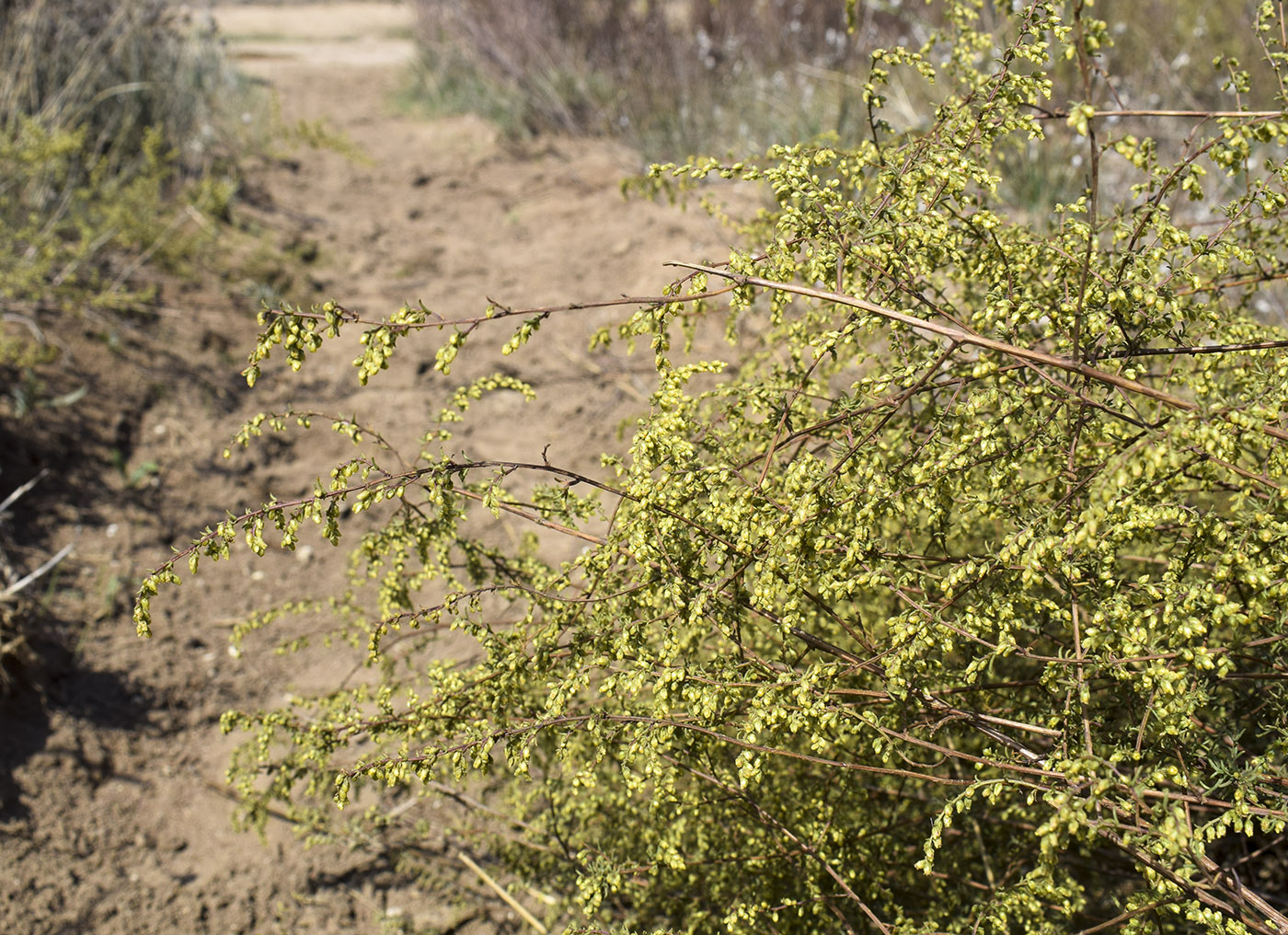 Изображение особи Artemisia campestris ssp. glutinosa.