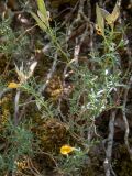 Genista verae