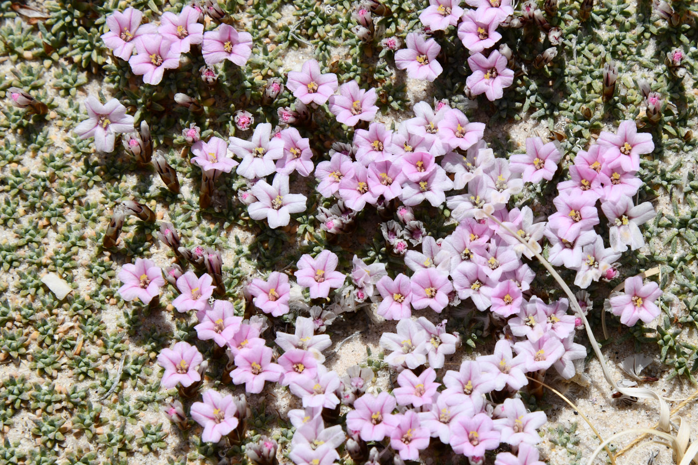 Изображение особи Acantholimon diapensioides.
