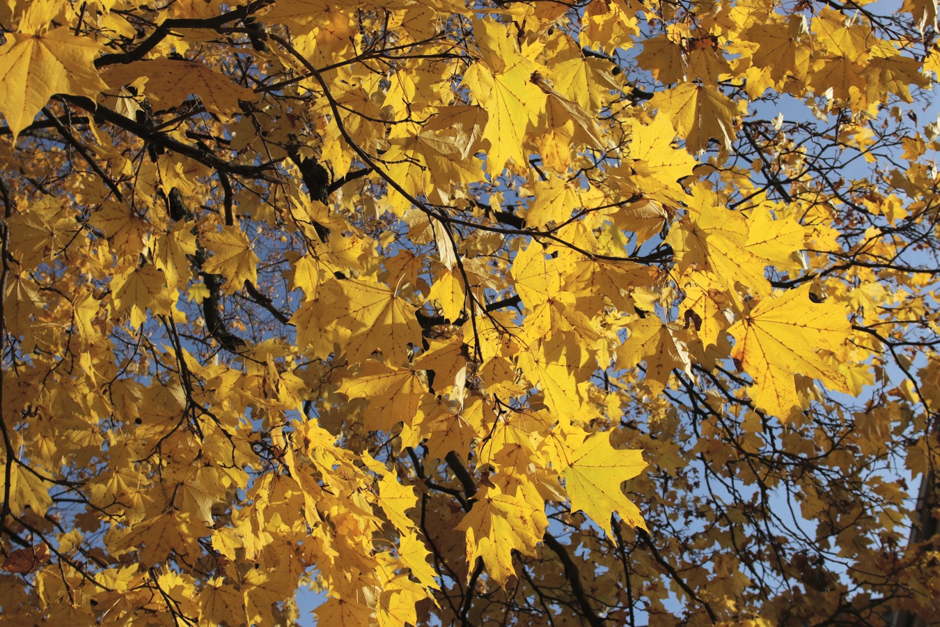Image of Acer platanoides specimen.