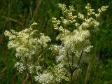 Filipendula ulmaria. Соцветия. Киев, луг возле Святошинских озёр, июнь 2005 г.