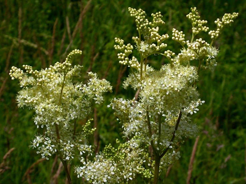 Image of Filipendula ulmaria specimen.