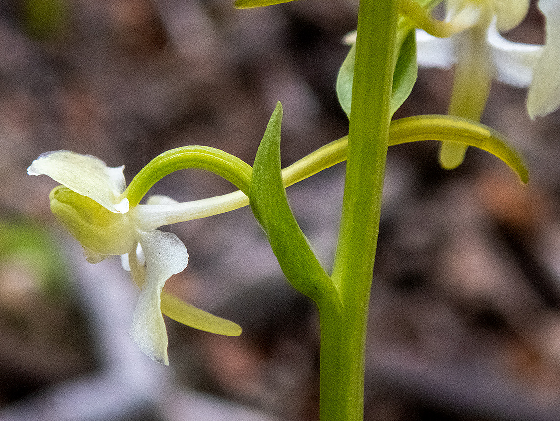 Изображение особи Platanthera chlorantha.