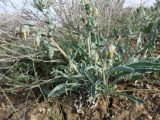 Rindera tetraspis. Цветущее растение. Казахстан, Туркестанская обл., Сузакский р-н, окр. пос. Кыземшек (Степной), Западная Бетпак-Дала. 7 апреля 2025 г.