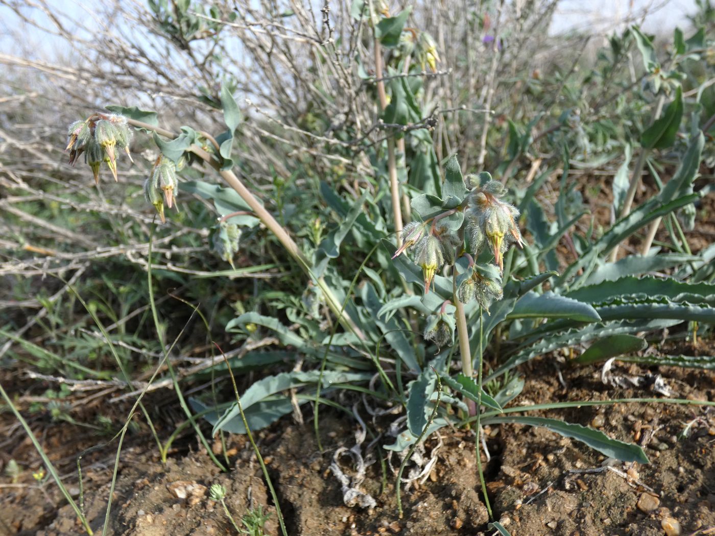Изображение особи Rindera tetraspis.